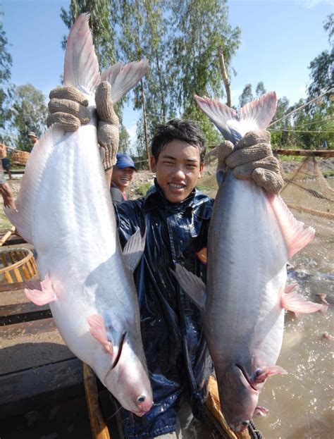 Wild and farmed fish compared: pangasius, remarkably responsible - Your ...