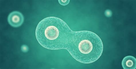 What are multicellular Organisms - Concept, functions and examples