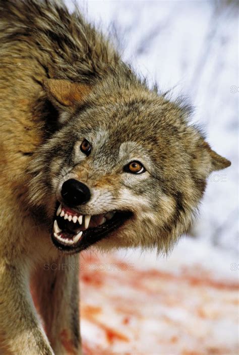 Science Source - Gray wolf snarling | Wolf snarling, Wolf dog, Grey wolf