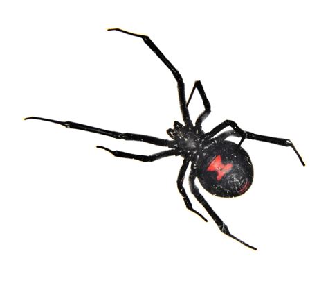 Black Widow Spider Facts | Black Widow Spider Control | TERRO®