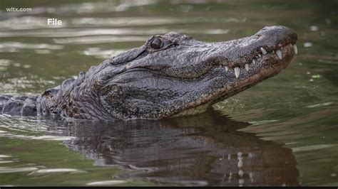 Alligators in Lake Murray, SC: Safety, Encounters, and Conservation ...