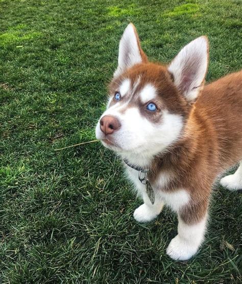 Red Siberian Husky 12 weeks | Husky dogs, Siberian dog, Red siberian husky