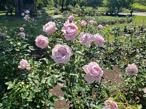 Rose Garden in Stanley Park, Vancouver, BC, Canada