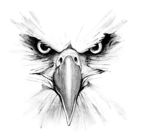 Eagle Drawings - Bing Images | Eagle drawing, Drawings, Eagle face