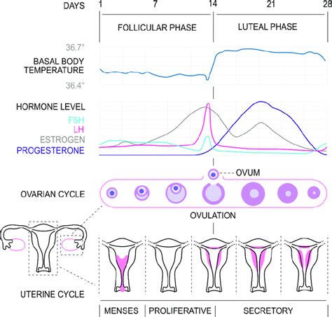 Human Ovarian And Menstrual Cycles Diagram Of The Menstrual Cycle ...