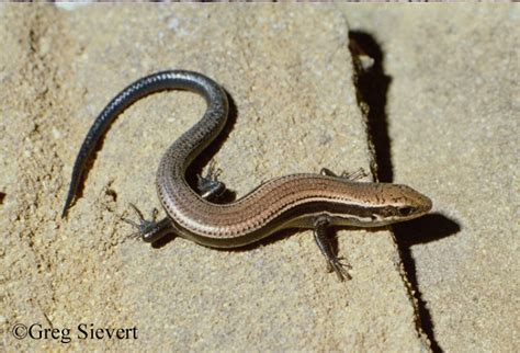 Coal Skink, information provided by the Tennessee Wildlife Resources Agency