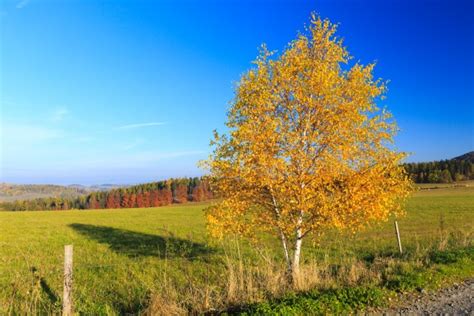 Birch Tree In Autumn Free Stock Photo - Public Domain Pictures