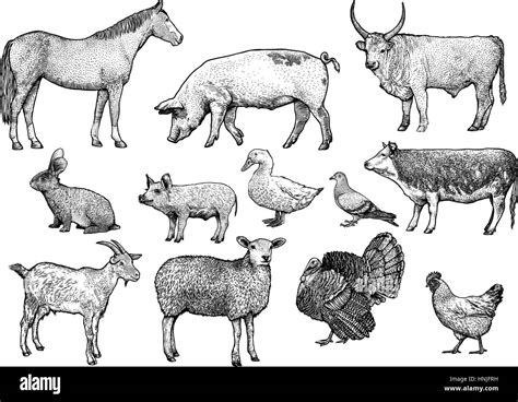 Farm animal set illustration, drawing, engraving, line art, realistic ...