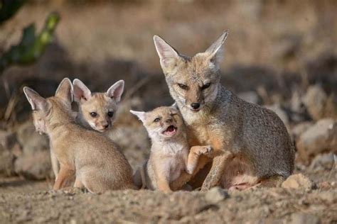 16 Facts About Baby Foxes (Pictures) - Wildlife Informer