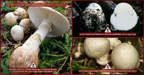 Giant Puffball Mushrooms Identification | Calvatia Gigantea