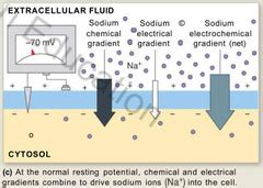 Neural Tissue - Chapter 11-4 The transmembrane potential is the ...