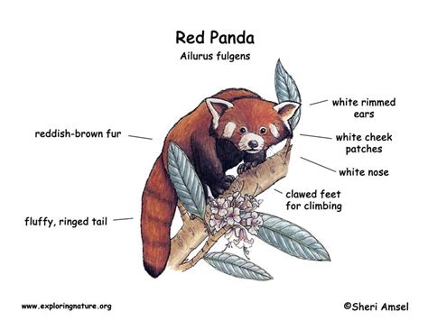 Panda (Lesser or Red)