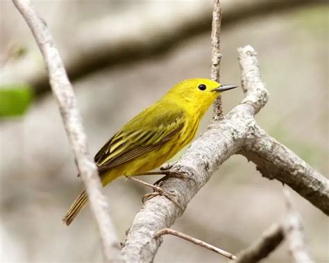 Yellow warbler - Facts, Diet, Habitat & Pictures on Animalia.bio