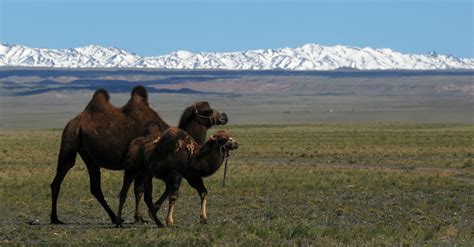 Winter Destination Gobi Desert, Mongolia