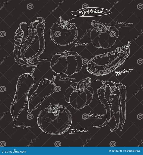 Realistic Hand Drawing Set of Vegetables Stock Illustration ...