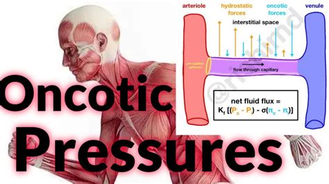 Oncotic Pressures - YouTube