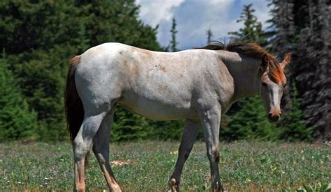 Roan Horses - Colors, Genetics & Breeds - Helpful Horse Hints