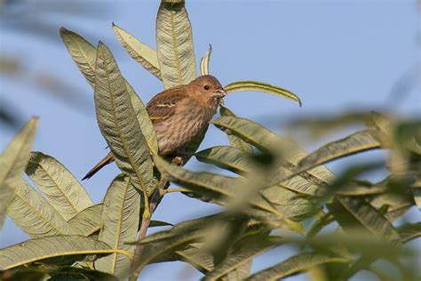 Common Rosefinch from Ekaterinburg gorsovet, Sverdlovsk, Russia on ...