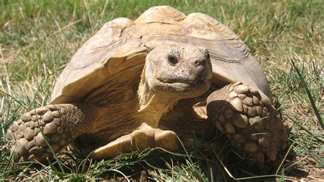 African Sulcata Tortoise Food List - Pet Food Guide