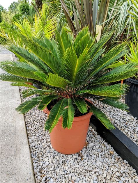 Tropical Plants for Gardens in Cooler Climates - Lakeland Gardens