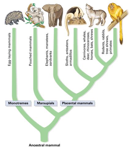 Mammals Classification Study Guide - Inspirit