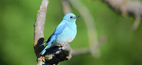 Mountain Bluebird- male Photograph by Whispering Peaks Photography - Pixels