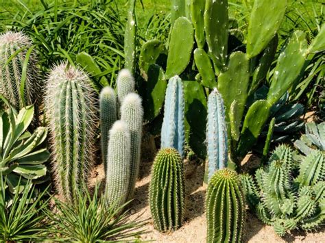 Types Of Cactus For The Garden - Using Cactus Landscaping