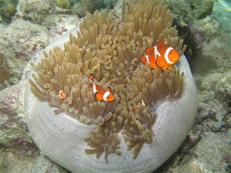 Free Images : nature, underwater, coral reef, invertebrate, clown fish ...