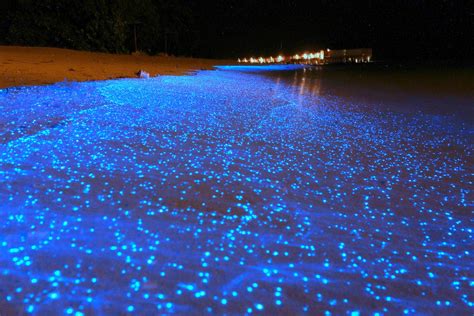 Phytoplankton Beach