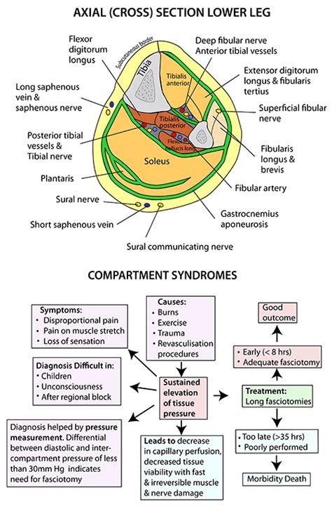 Instant Anatomy - Lower Limb - Areas/Organs - Lower Leg - Anterior ...