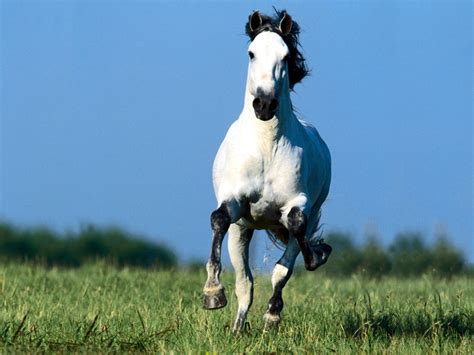 Animals Zoo Park: 9 White Running Horse Wallpapers, White Horses ...