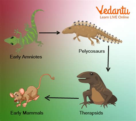 Evolution Of Animals Chart