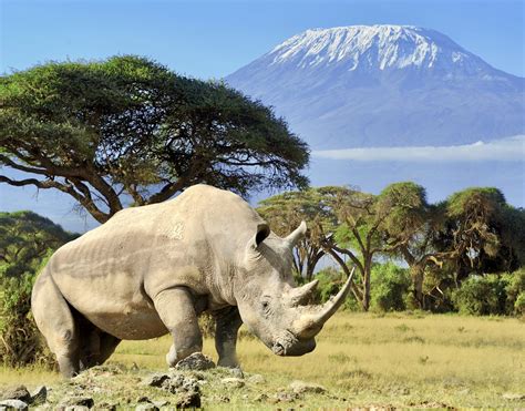 Rhino in front of Kilimanjaro mountain - Amboseli national park Kenya ...