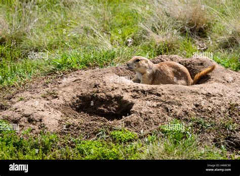 Devils Tower Prairie dog Wildlife Animal USA Stock Photo - Alamy