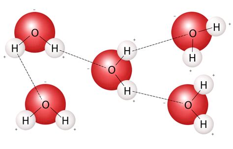 The strong polar bond between water molecules creates water cohesion.