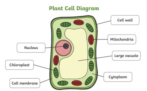 What is a Plant Cell? | Twinkl Teaching Wiki - Twinkl