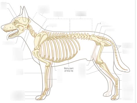 Dog skeleton Diagram | Quizlet