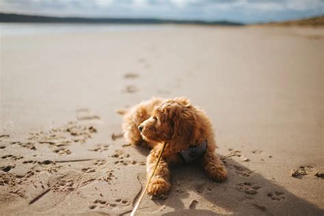 Dog Beaches To Return Next Year In Saugeen Shores | 560 CFOS