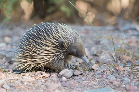 Australian Echidna Facts | What is an Echidna | Echidna Habitats