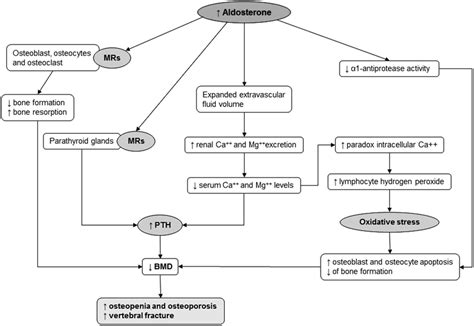 Aldosterone Mechanism Of Action