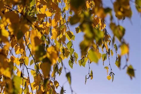 Premium Photo | Colored birch tree foliage in autumn