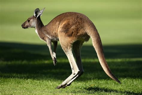 Two cyclists severely injured after vicious attack by 'cute' kangaroo ...