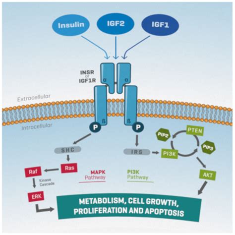 IJMS | Free Full-Text | The Insulin/IGF System in Mammalian Sexual ...