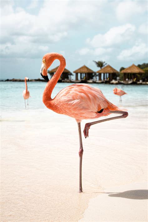 Pink Flamingo | Posters, Art Prints, Wall Murals | +250 000 motifs