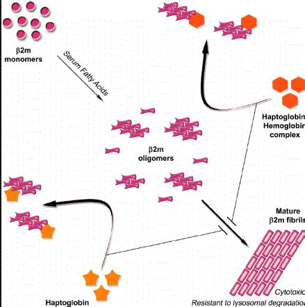 What is Haptoglobin? Test, Low, High, Elevated, Definition, Procedure