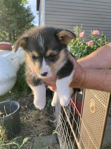 PUREBRED CORGI PUPPIES | PetClassifieds.com