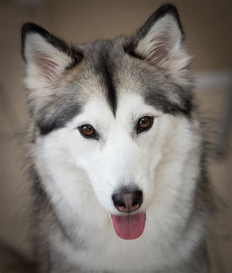 Siberian Huskies | Iditarod from Outside