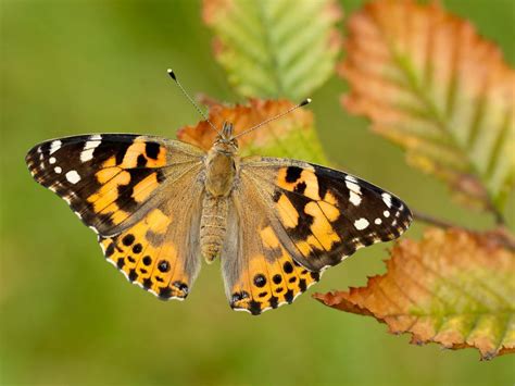 Painted Lady | Butterfly Conservation