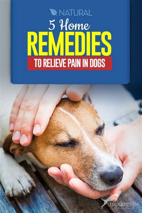 5 Safe and Natural Dog Pain Relief Home Remedies