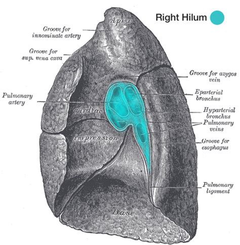 Hilum of the Lung | Geeky Medics